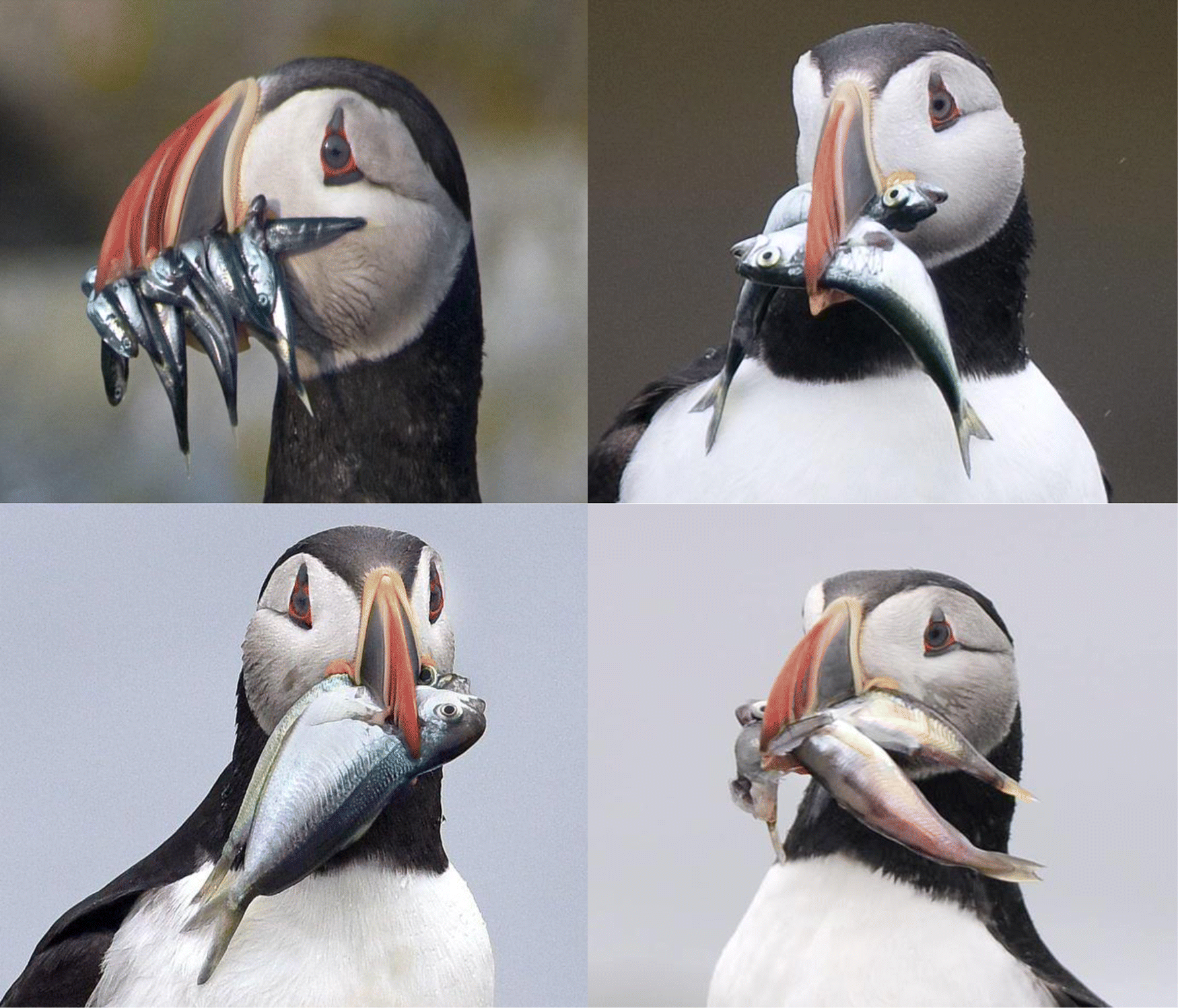 Maine's puffin colonies recovering in the face of climate change