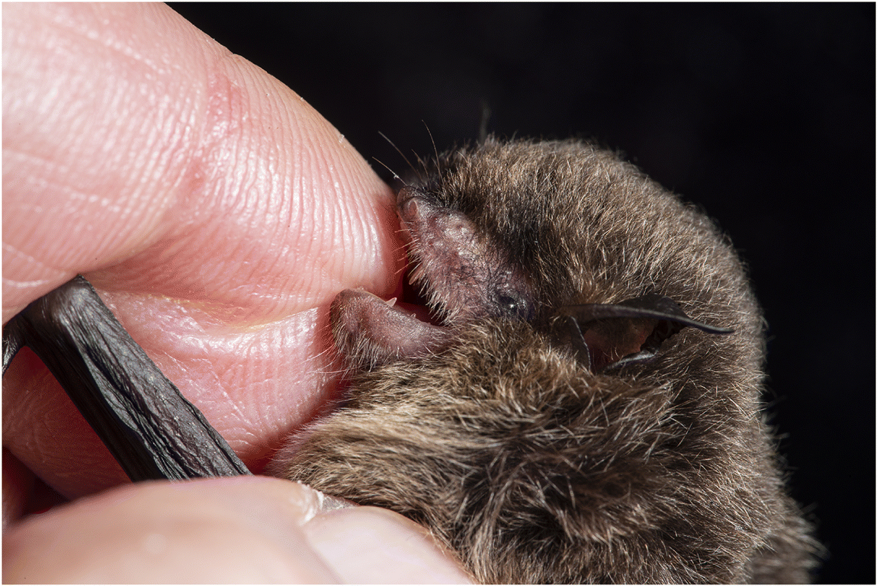 vampire bats feeding on humans